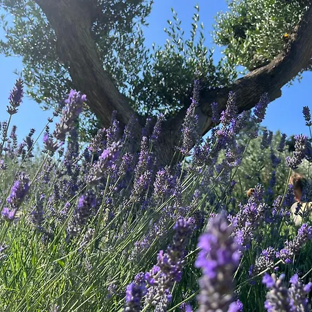 Guest house Mas De Nonin St Remy De Provence